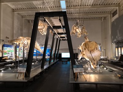 🏛️ 아쇼로 동물 화석 박물관(아쇼로 도부쓰카세키 하쿠부쓰칸) 이미지 2